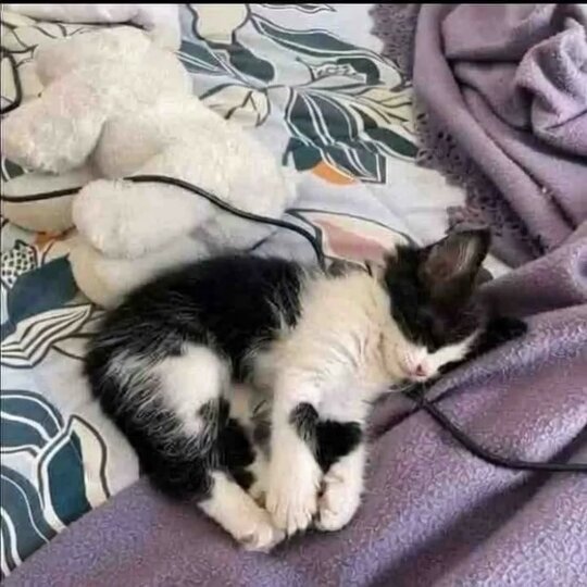 ❤︎‬‪つともん‪‪❤︎‬（感謝） KAWA7657SG 昔描いた同人誌でHAPPY MANの幸男とB・ボーン先生が出て