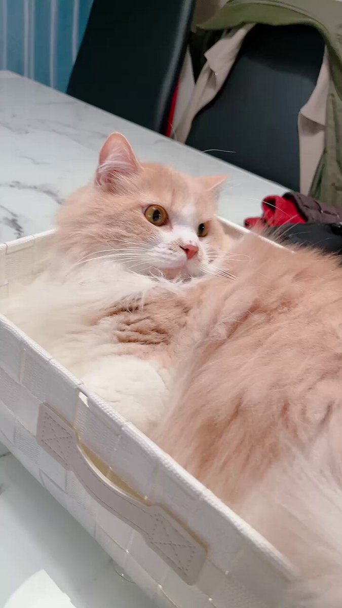 mog (@mogmogmog312) / Posts / X