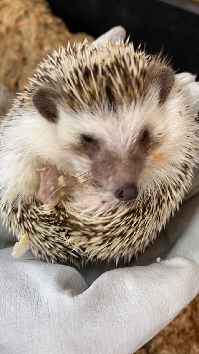 ❤️ SUIKAちゃん様❤️ suika (@suika75014422) / Posts / X