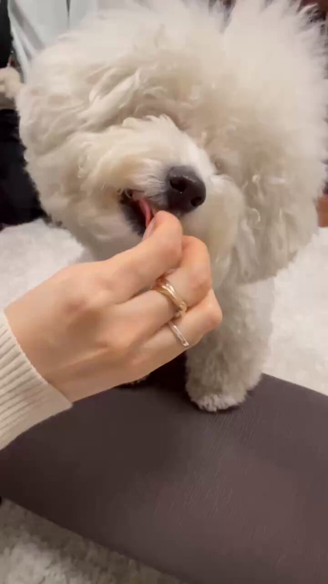 たんたん (@tantan_fuwamoko) / Posts / X