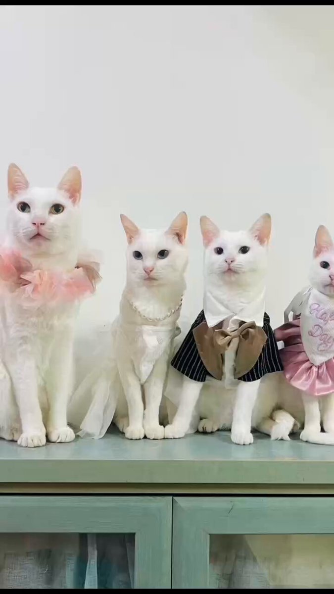 素敵な動画を作っていただきました🥰💕 白猫4ニャンズで冬を楽しんでい