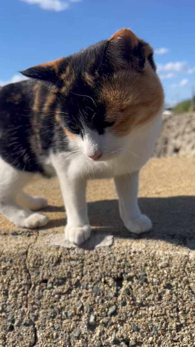 やまにゃん〜ねこ旅〜🐈‍⬛🐾🪴 (@kurochibishima) / Posts / X