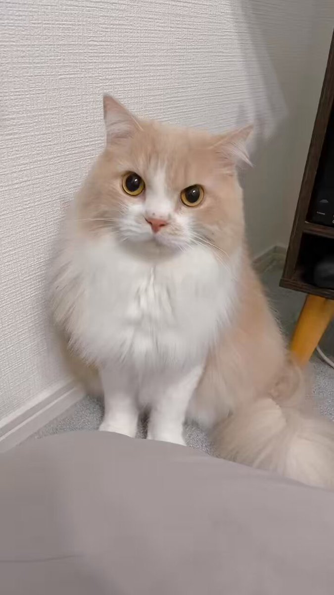 mog (@mogmogmog312) / Posts / X