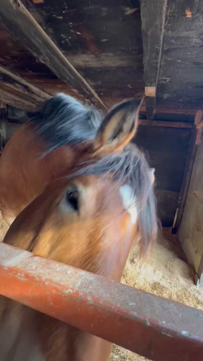 あんず (@anzu311) / Posts / X