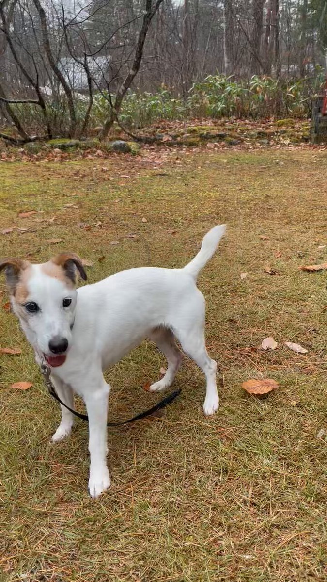 きんちゃん 金ちゃん❀Kaleidoll (@haze_xxx) / Posts / X