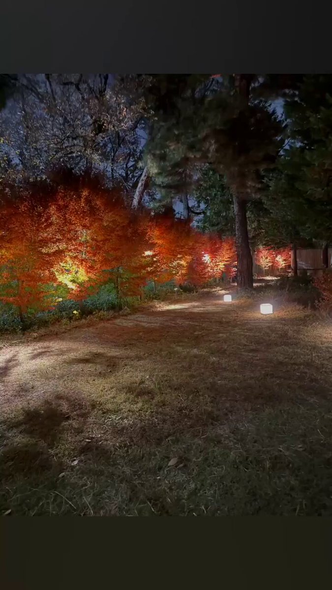 萩山公園のライトアップ始まっております！ 紅葉もとても綺麗なので