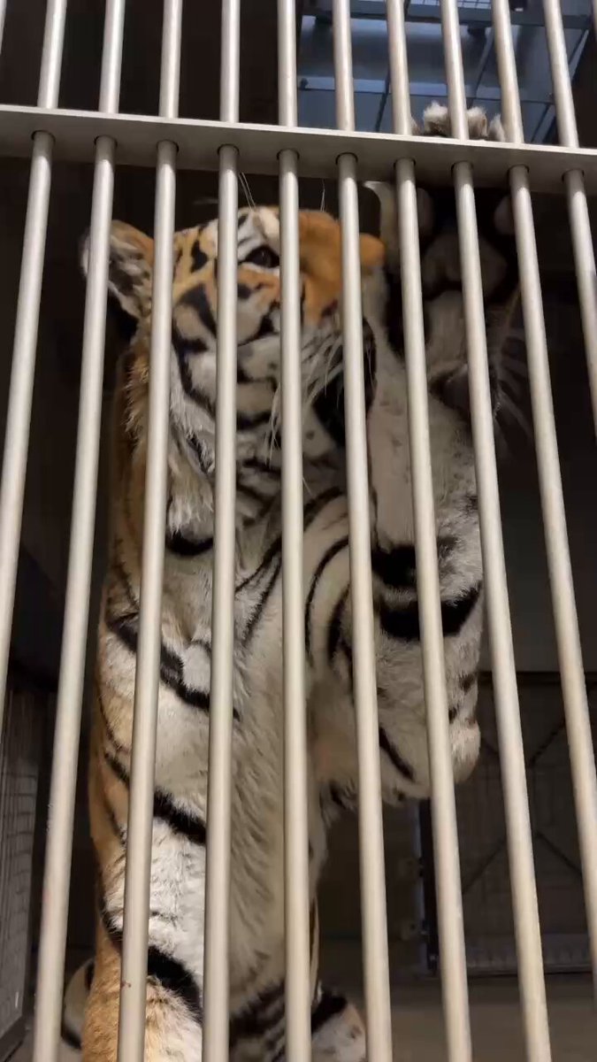 猫田にゃん (@hidetake23) / Posts / X