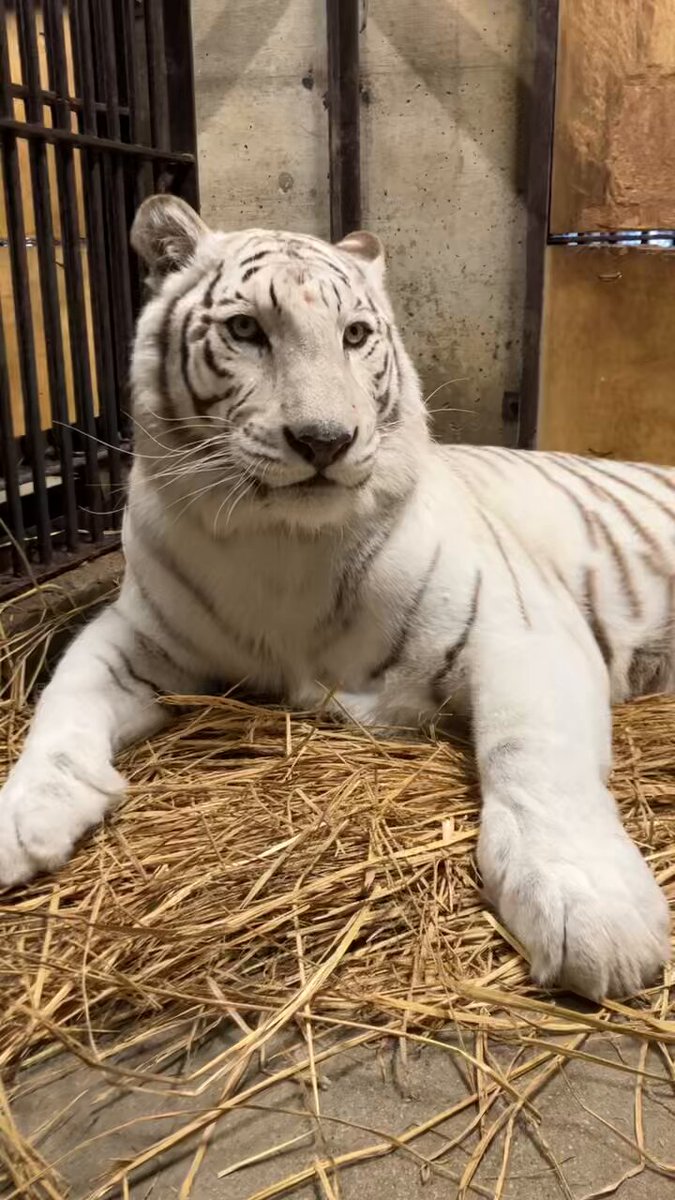 猫田にゃん 猫田にゃん (@hidetake23) / Posts / X