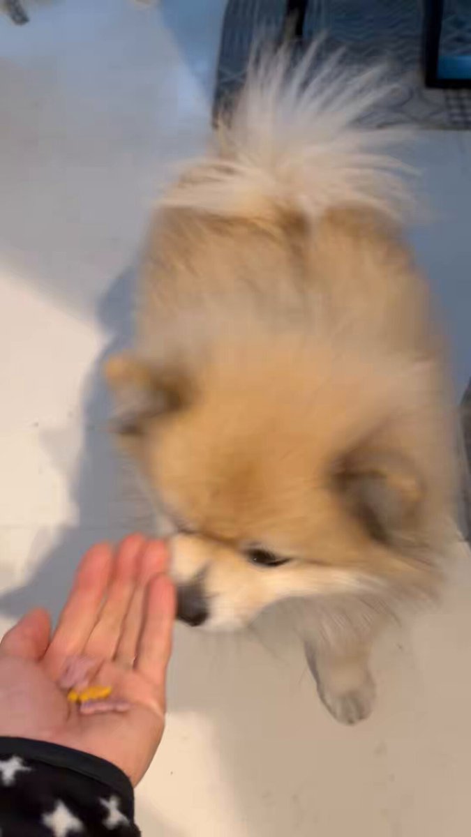 デカポメ🐶⛩️ポルくん🗼 (@AccessoryshopF) / Posts / X