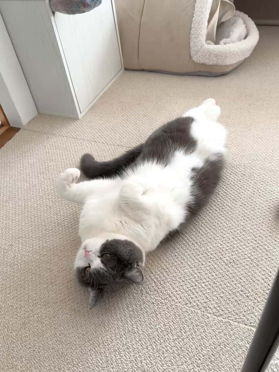 おもち (@omochiomoching) / Posts / X