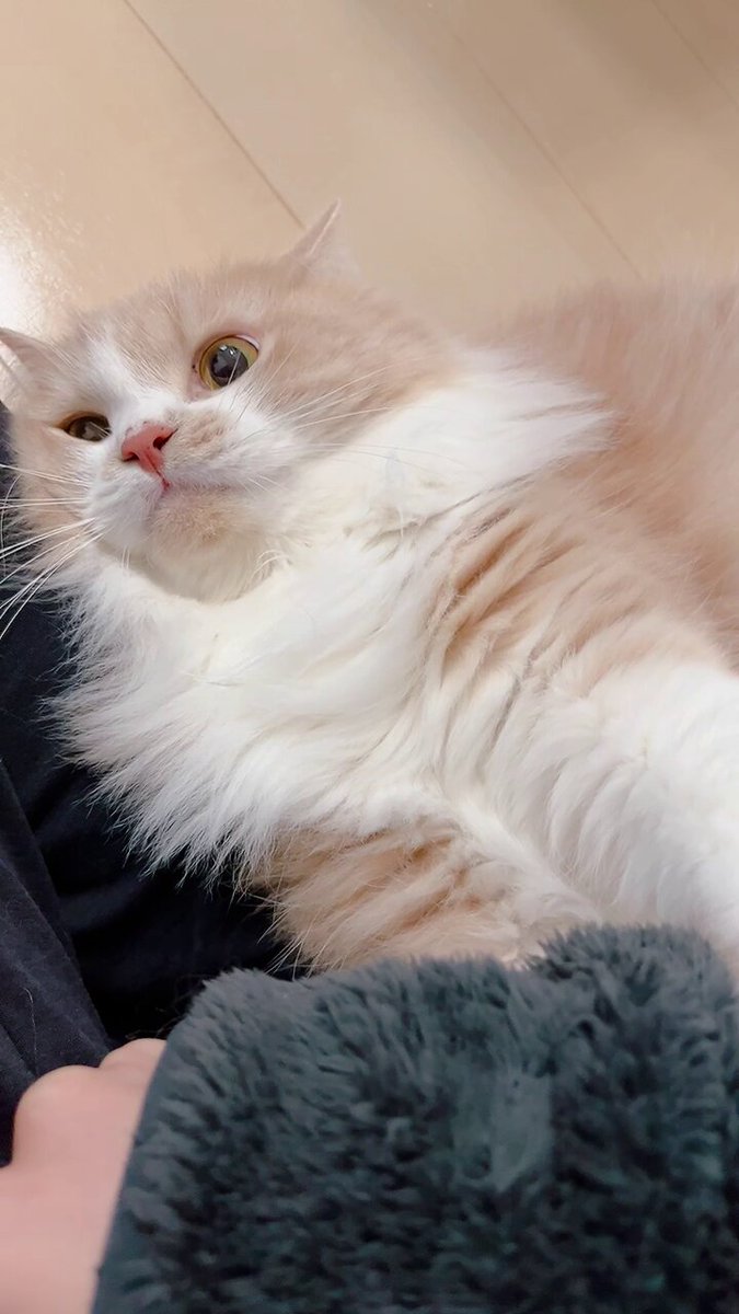 mog ページ mog (@mogmogmog312) / Posts / X