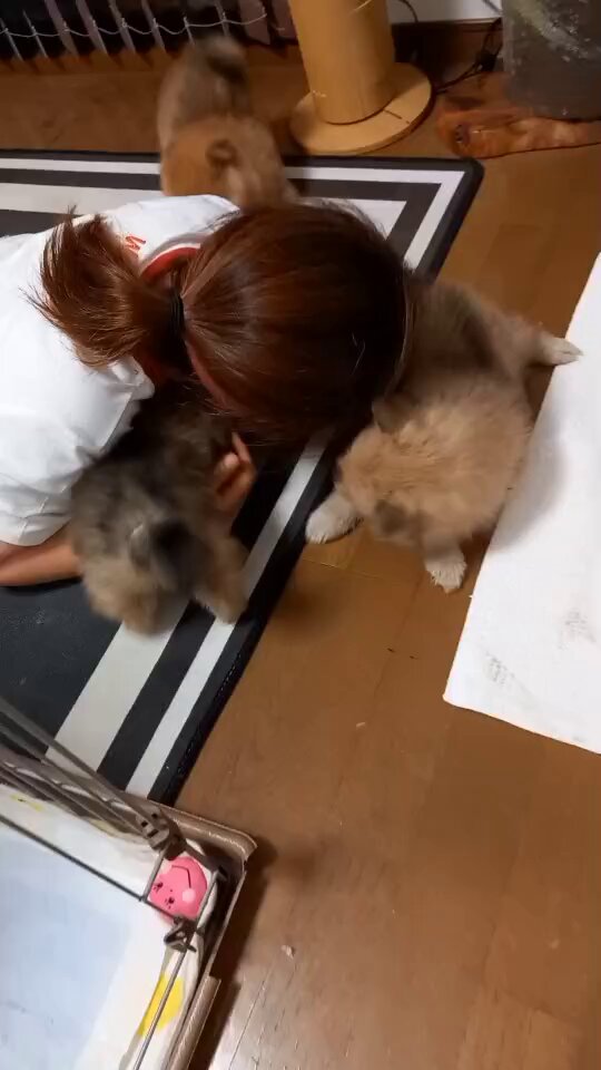 ポメポメCLUB (@CLUB63691365) / Posts / X