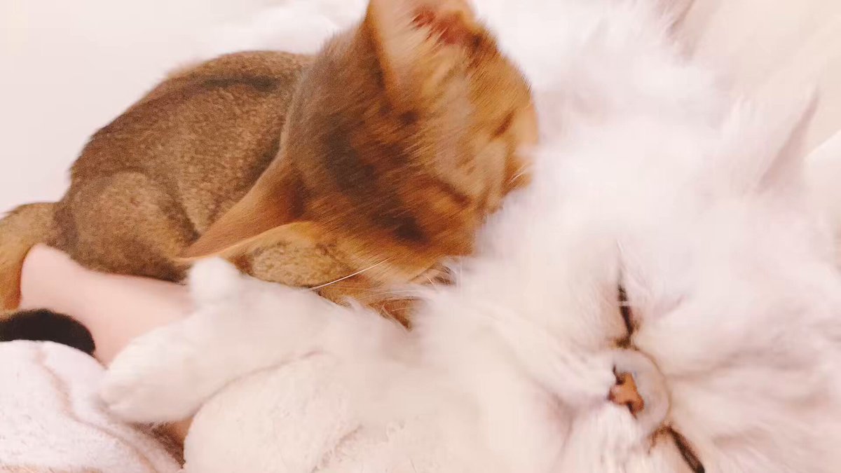 ぐーたら__´ω`)_ (@whatweneed8837) / Posts / X