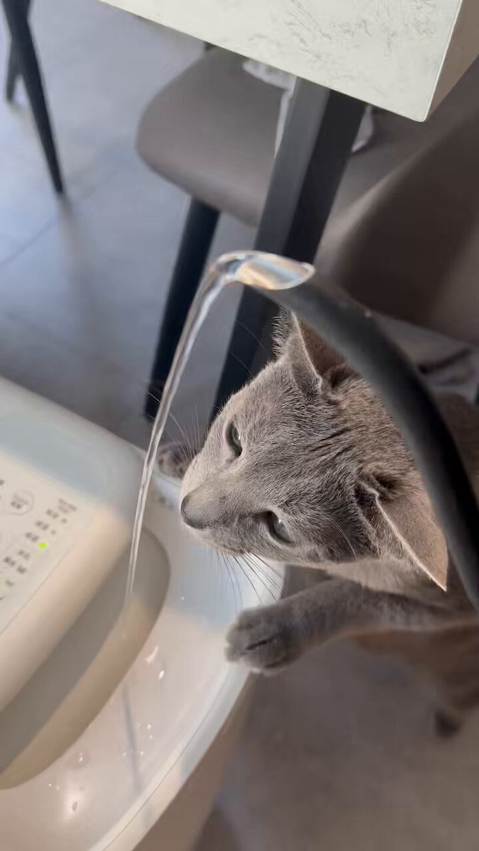 ロシアンブルーのシアン🐈‍⬛ (@kana_cosme123) / Posts / X