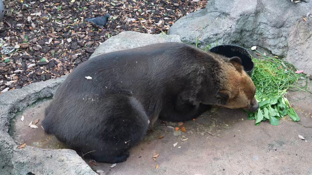 なるべく動かず食べたい🐻🥬