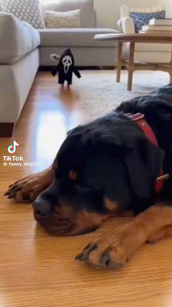 🌟🇺🇸Nancy Hamm🇺🇸🌟 (@nancy_hamm1) on X