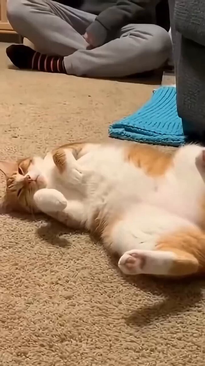 しぐさん🐾🥐丨猫とパン好きクリエイニャー(*☌ᴗ☌)｡*ﾟ (@sigmabi