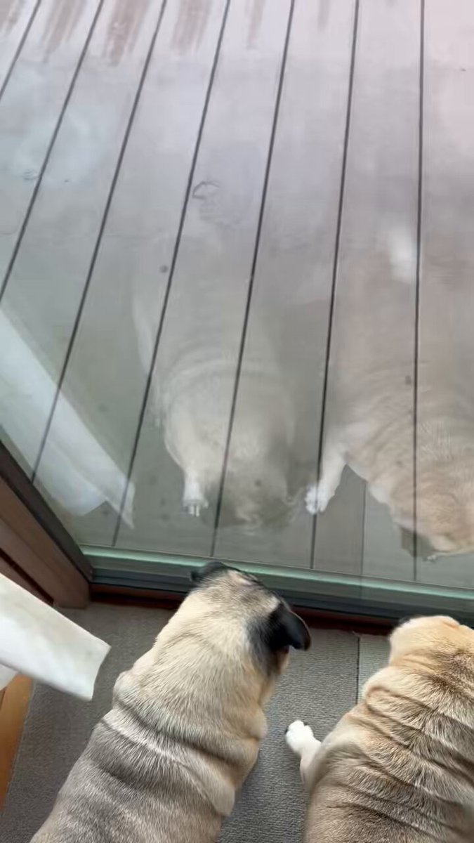 パグ蔵＆パグ助〜paguzou＆pagusuke〜 (@pagu_zousuke) / Posts / X