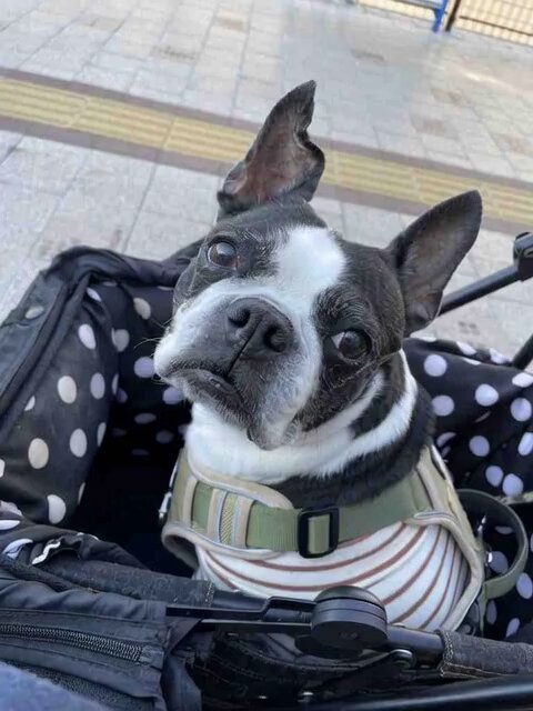 やまちゃんトルツメ (@yamayama0316) / Posts / X