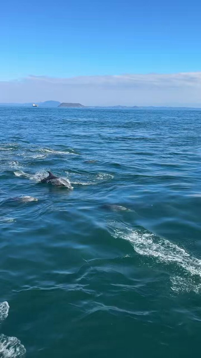 本体群れはこの数😆✨ おかえり〜！イルカたち🥹 #天草 #熊本 #イルカ