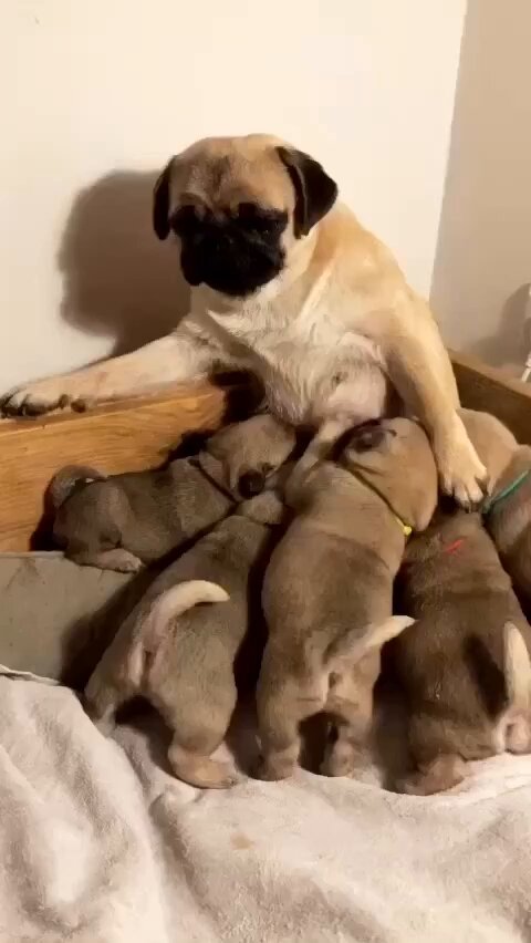 パグお(パグ愛好家) (@pug3ta) / Posts / X