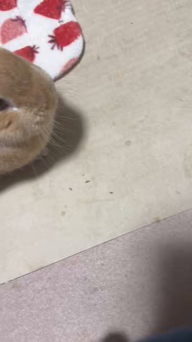 Post by 水無月 鏡火 on X: ウサギかわいいね