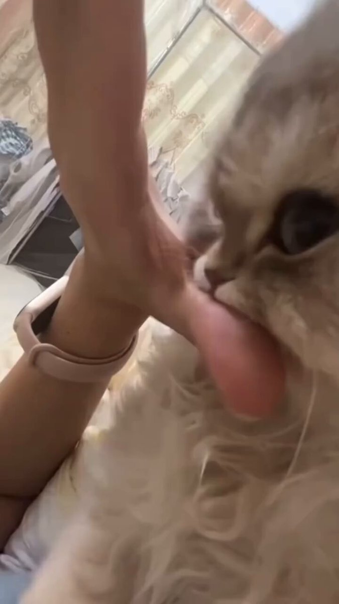 狐❖壱伍 (@IXo77AHDJ3GfcxX) / Posts / X