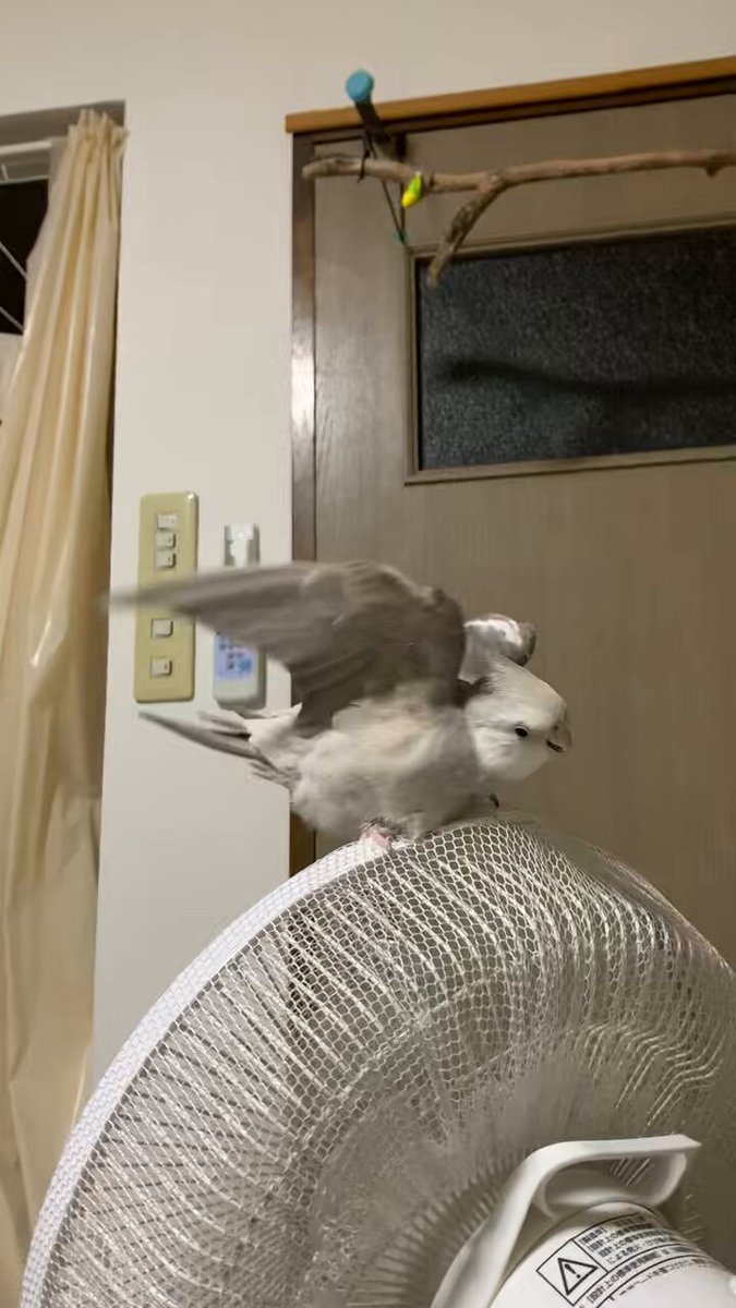 こっち (@cocchi4s) / Posts / X