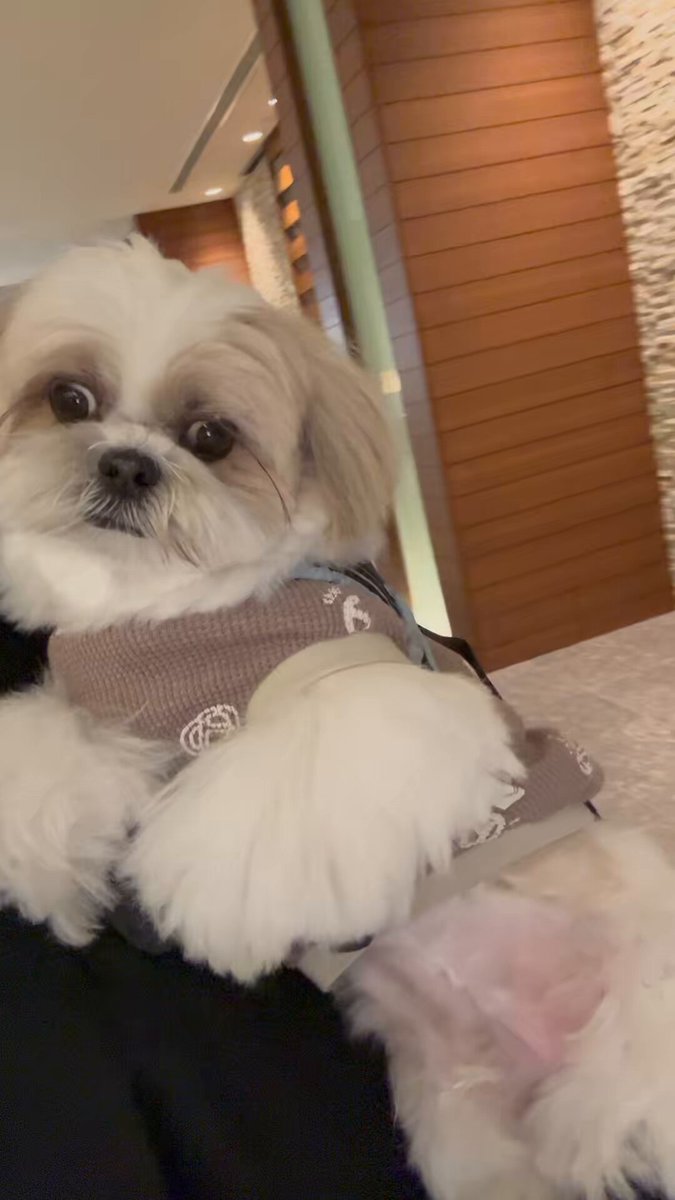 シーズーはに丸🐶💕 (@hanimaru0515) / Posts / X