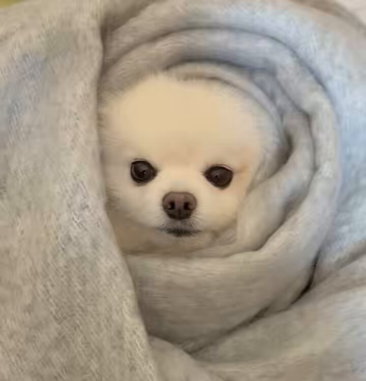 はち𐔌՞⁔•͈ ·̫ •͈⁔՞𐦯Pome𝐋𝐨𝐯𝐞🐾﹏𓈒𓂂𓏸 (@Shiro924Pome