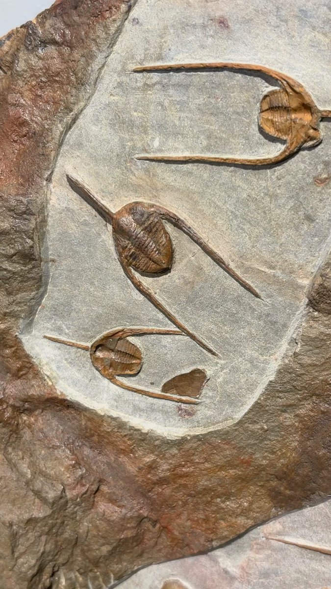 動画もあります。店頭にて展示・販売中です。