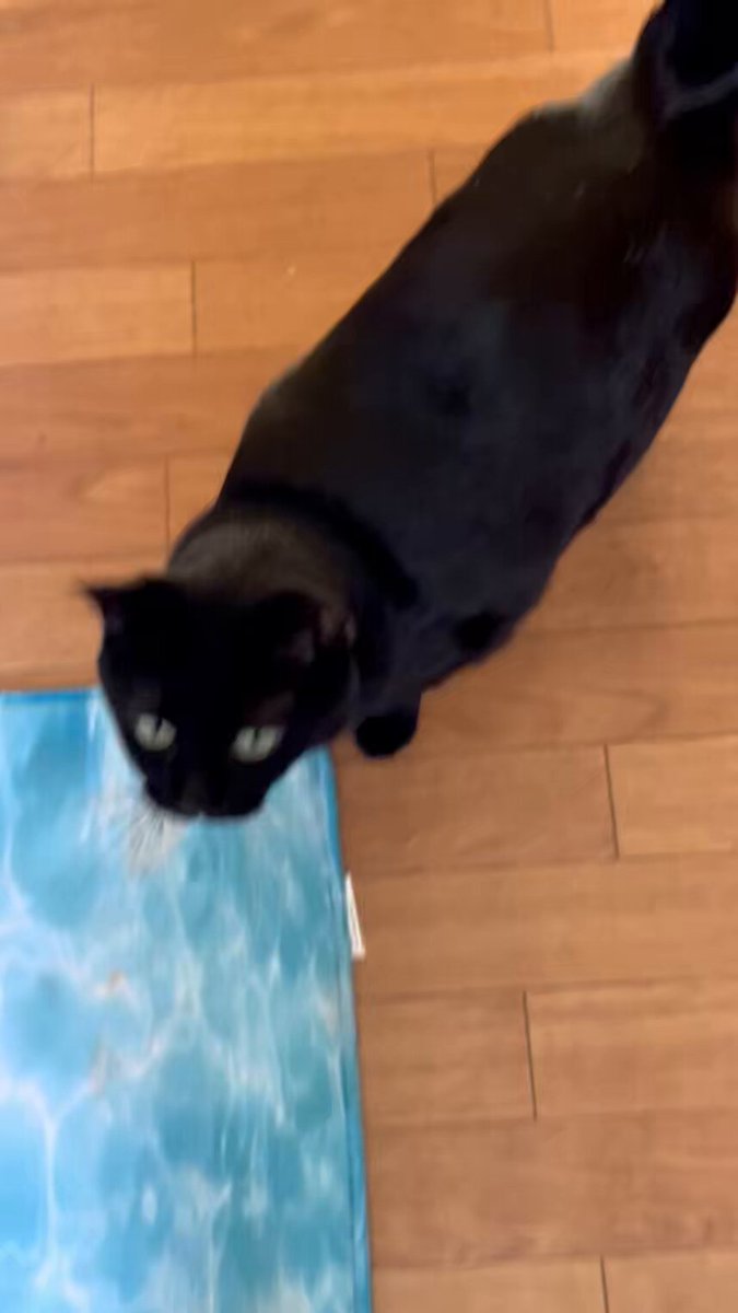 Post by 🐶🐱 マロン 🐱🐶 on X: 😹😹😹