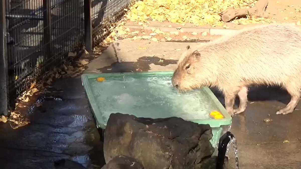 かぴばら3 (@kapibara334) / Posts / X