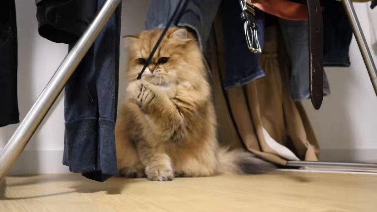 みかんパパ みかん、それパパのズボンの紐だよ😅