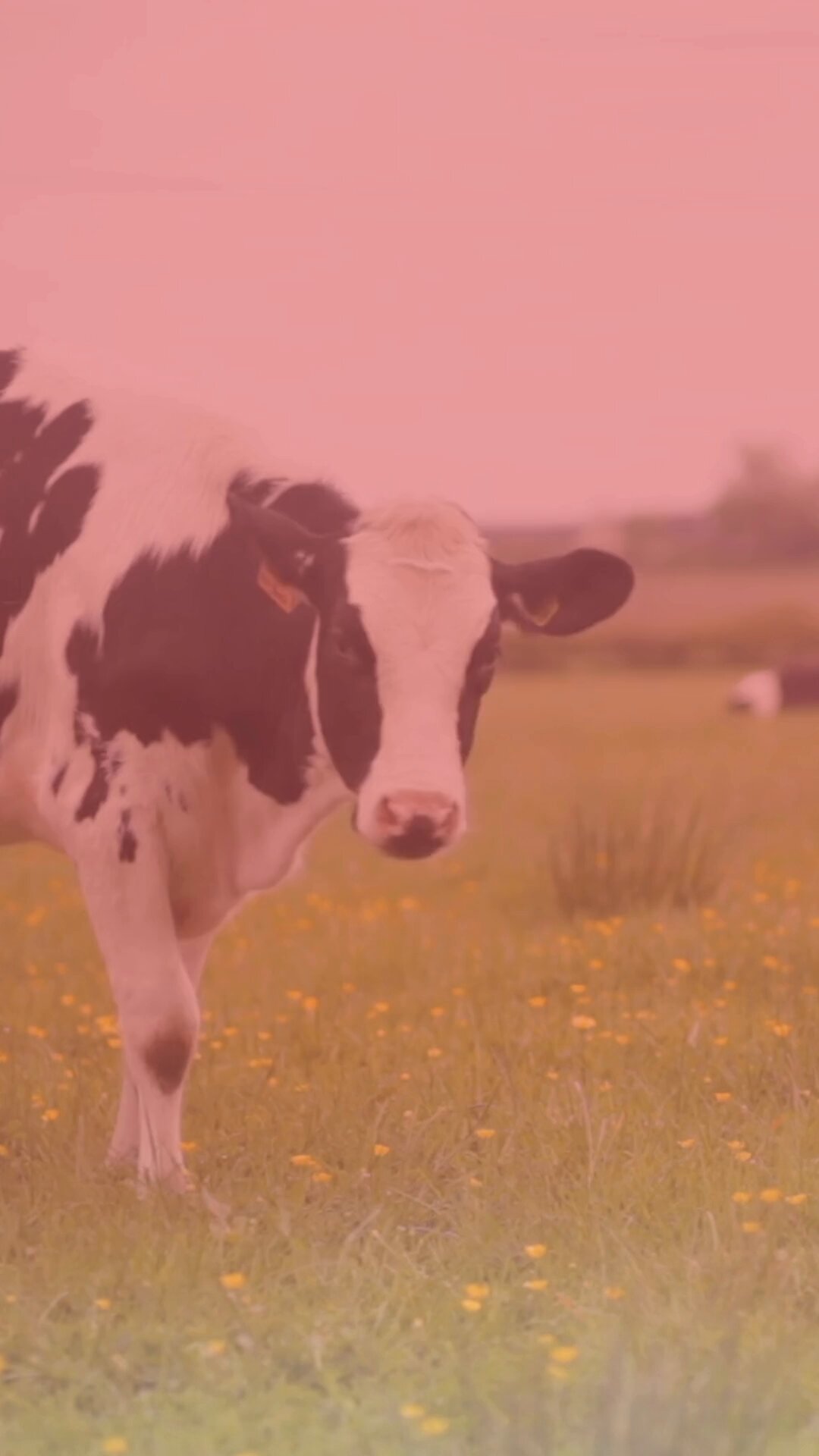 Mercosur : les Français vont-ils (encore) se faire avoir ? @f_dedieu et @SebastienGrob