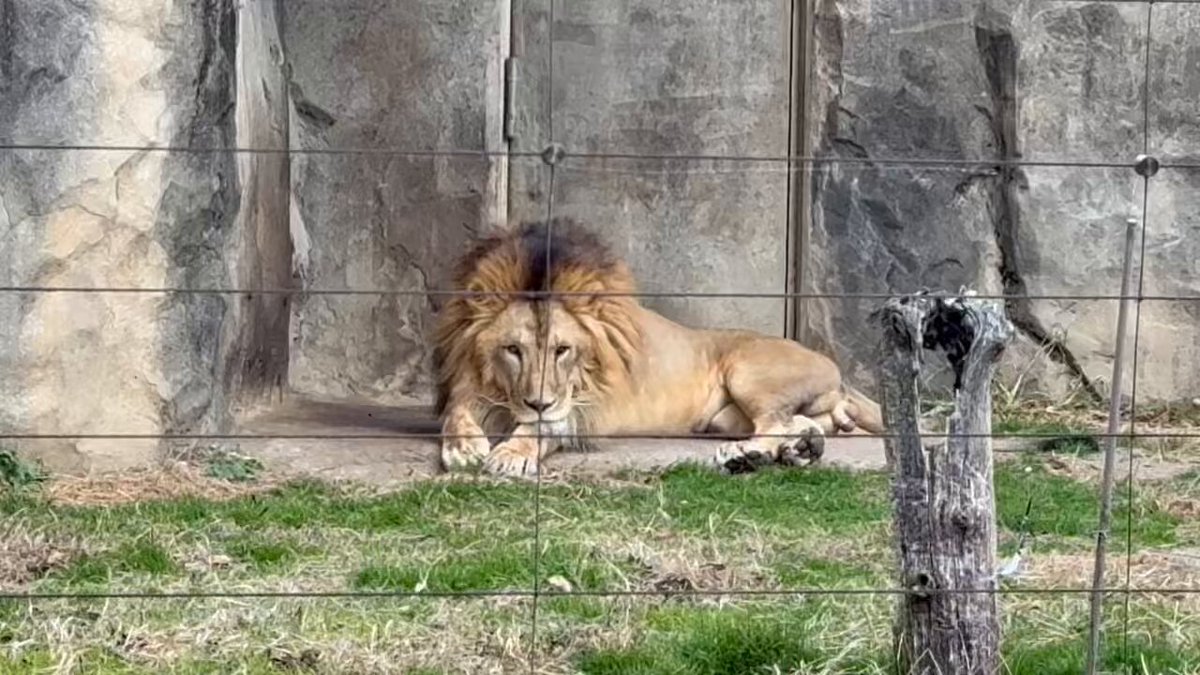 頑張って起きてます😊 …と思ったら 夢の中へ💤 2025−12−8 #八木山