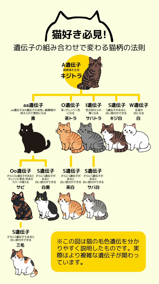 Post by LOVE INC. on X: ねこちゃん！