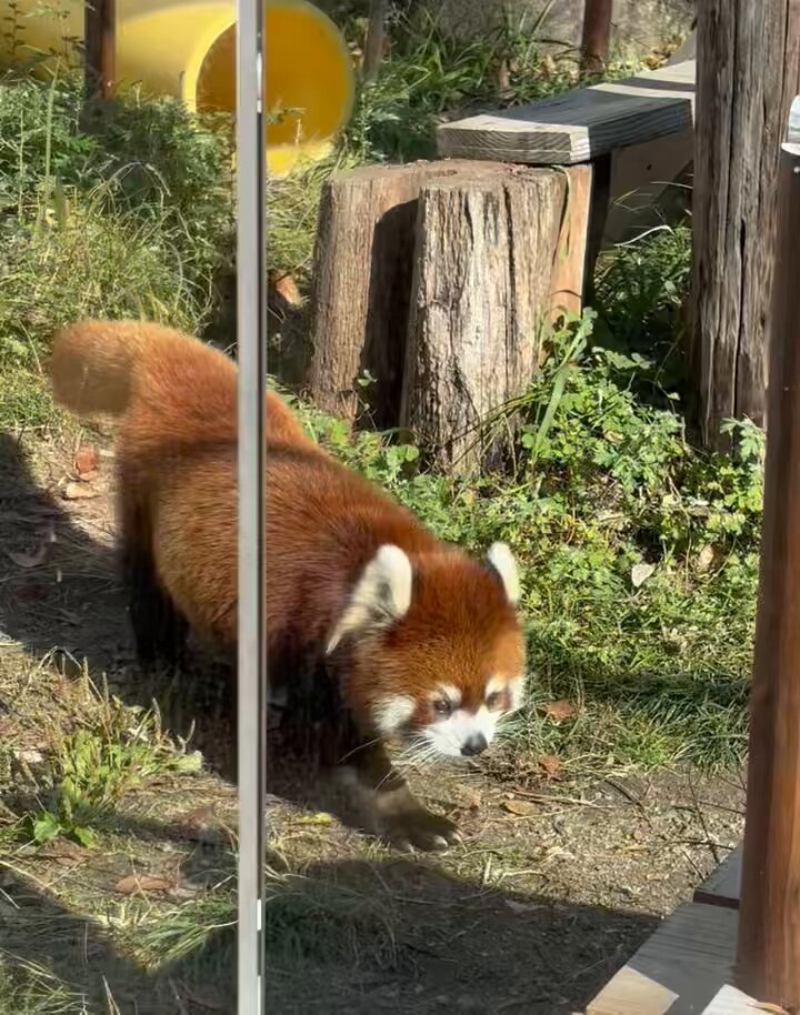 元気いっぱいに走り回ってて可愛かった😭🫰🏻💖💖💖 #天王寺動物園
