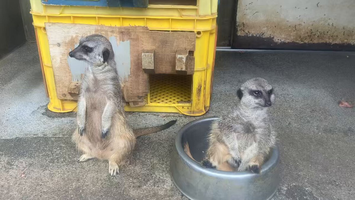 ミーアキャット