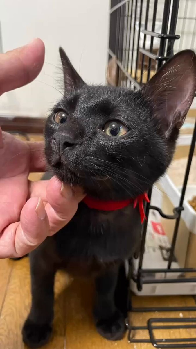 kurochan5110 (@kurochan_5110) / Posts / X