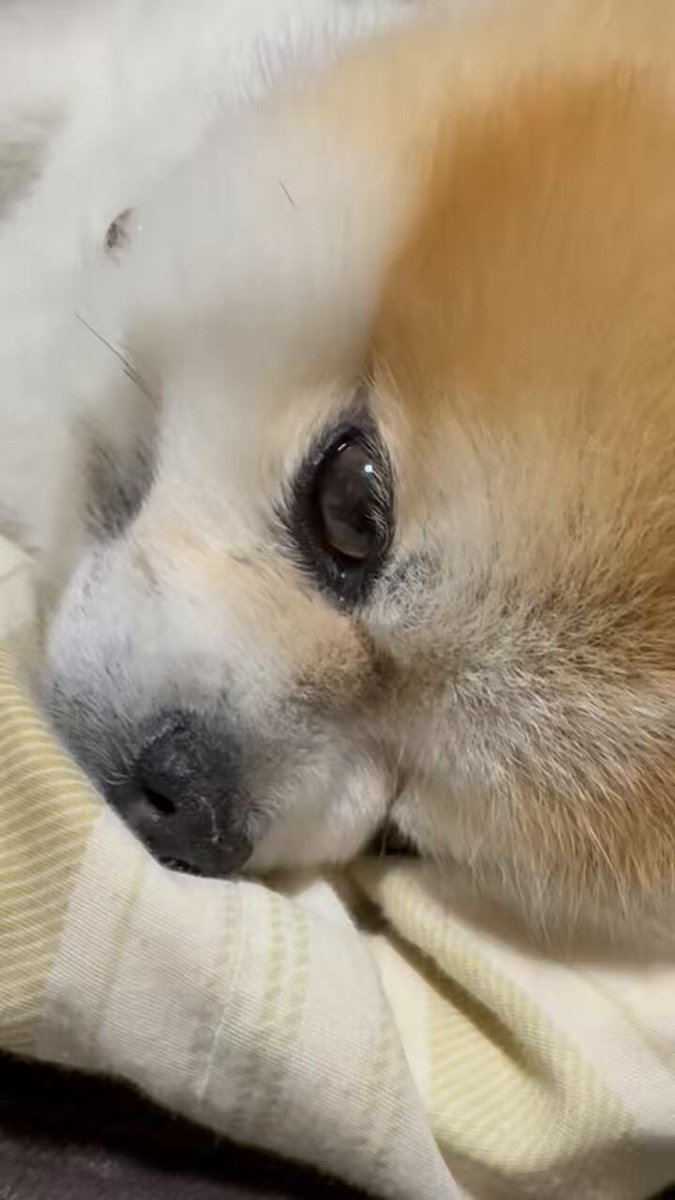 Riki Papa (@RikiPapa12) / Posts / X