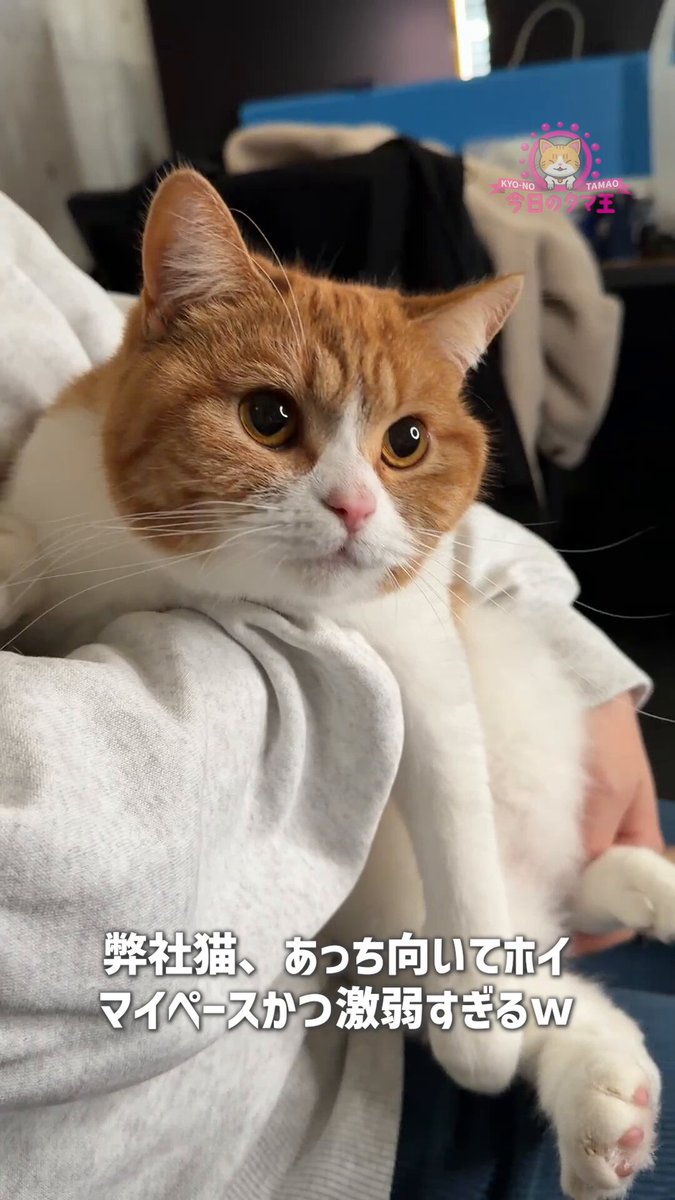 タマ王 TAMAO (@aokimarke) / Posts / X