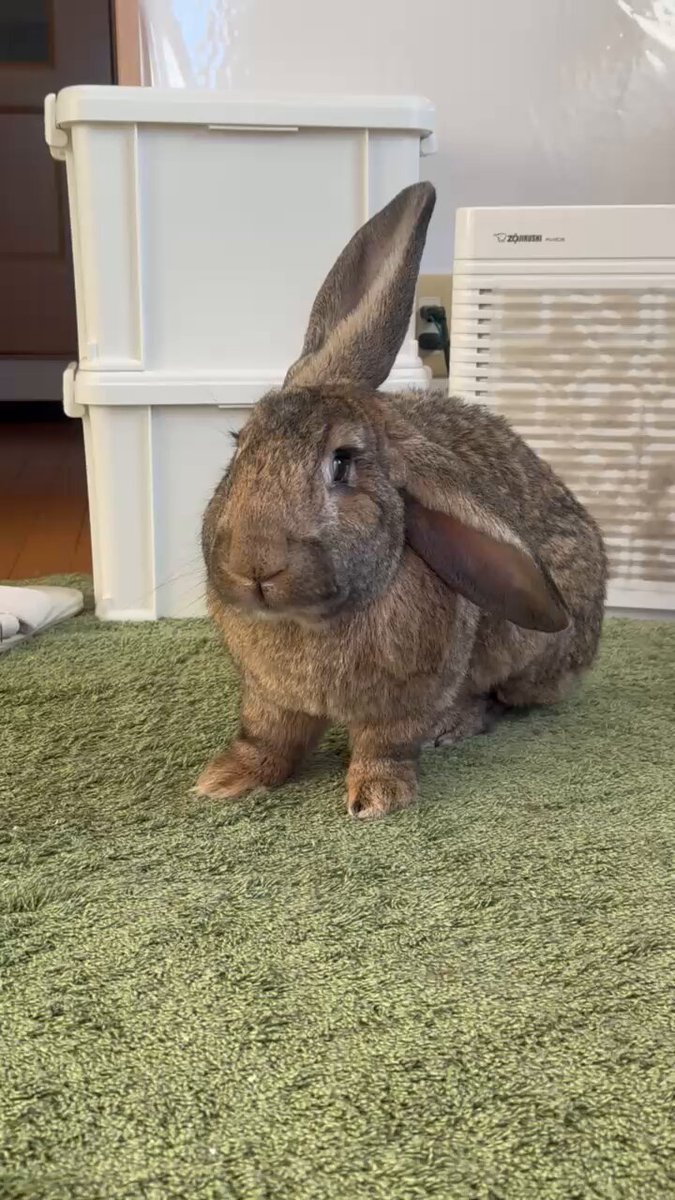 taiga15 でかうさも怒っております