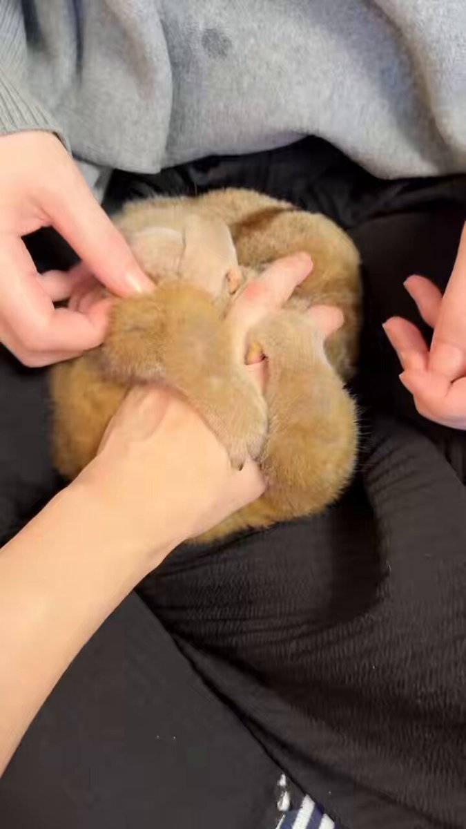 ショウガラゴのピザトル🐵🍕PIZZATORU (@Pizzatoru_JP) / Posts / X