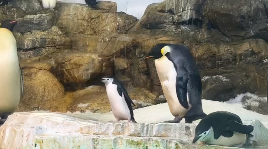 Post by ピーちゃん on X: ☺️