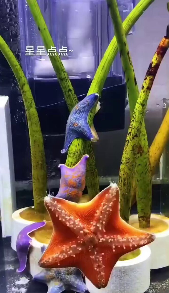 こにゃん💬official (@0912conan) / Posts / X