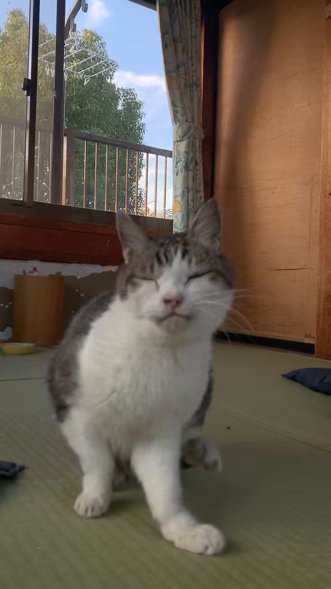 よろしくニャン✌️😸