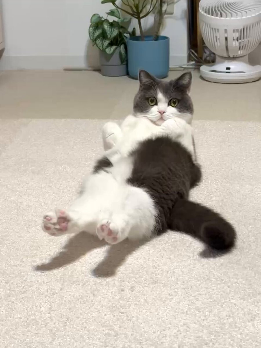 おもち (@omochiomoching) / Posts / X