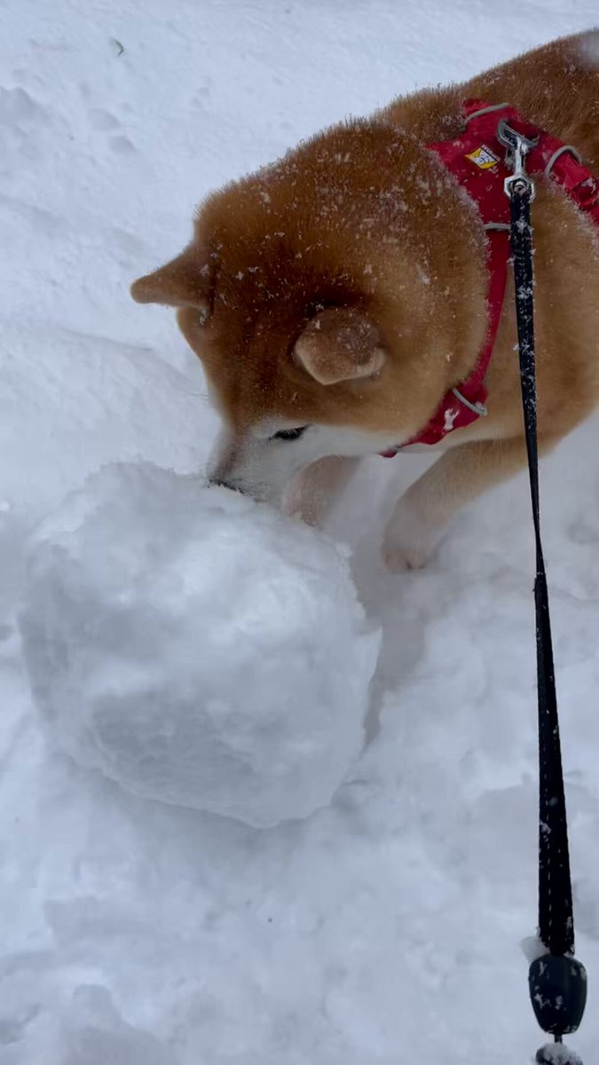 しばけん srchafreen