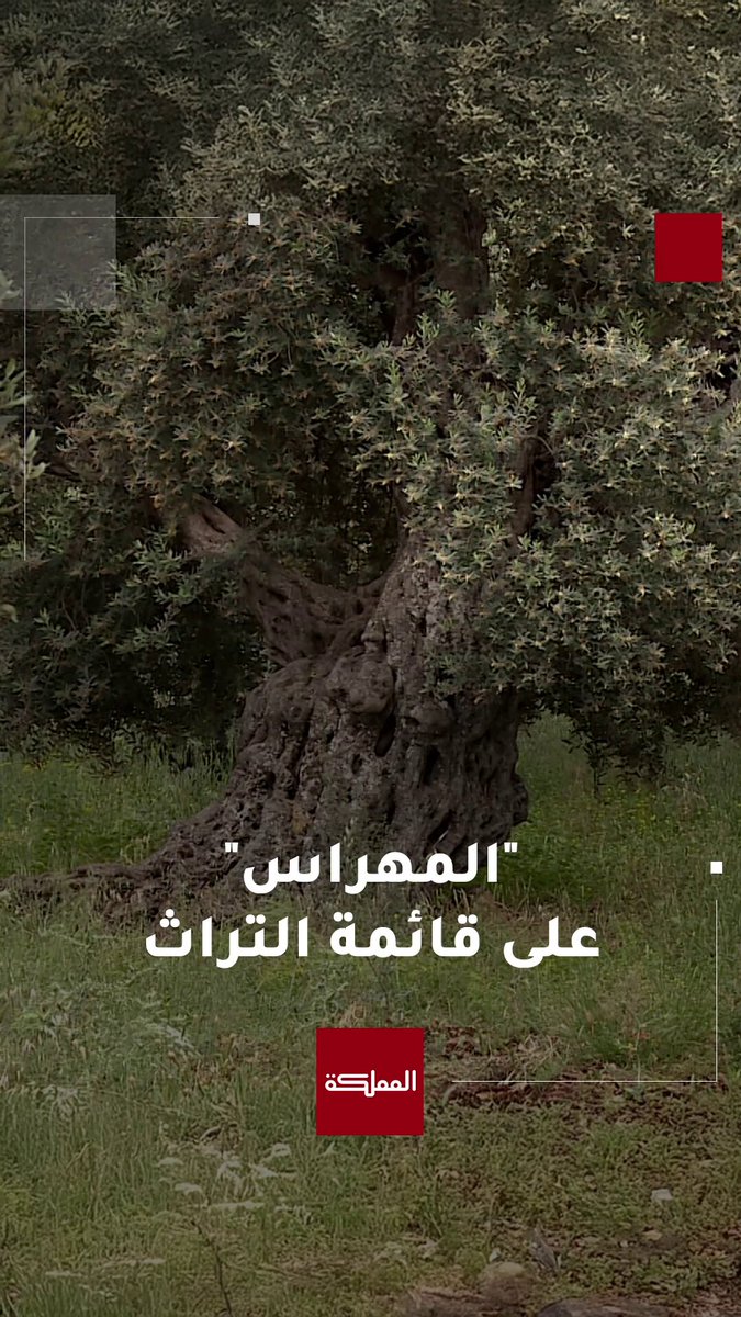 "زيتونة المهراس تشبه الإنسان الأردني المتشبث بجذوره"... مدير مديرية التراث بوزارة الثقافة عاقل الخوالدة يتحدث عن إدراج شجرة زيتون المهراس على قائمة اليونسكو للتراث غير المادي #الأردن 